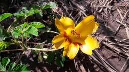 Imagem de Cochlospermum wrightii (A. Gray) Byng & Christenh.