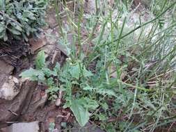 Image of Crepis sonchifolia (M. Bieb.) C. A. Mey.