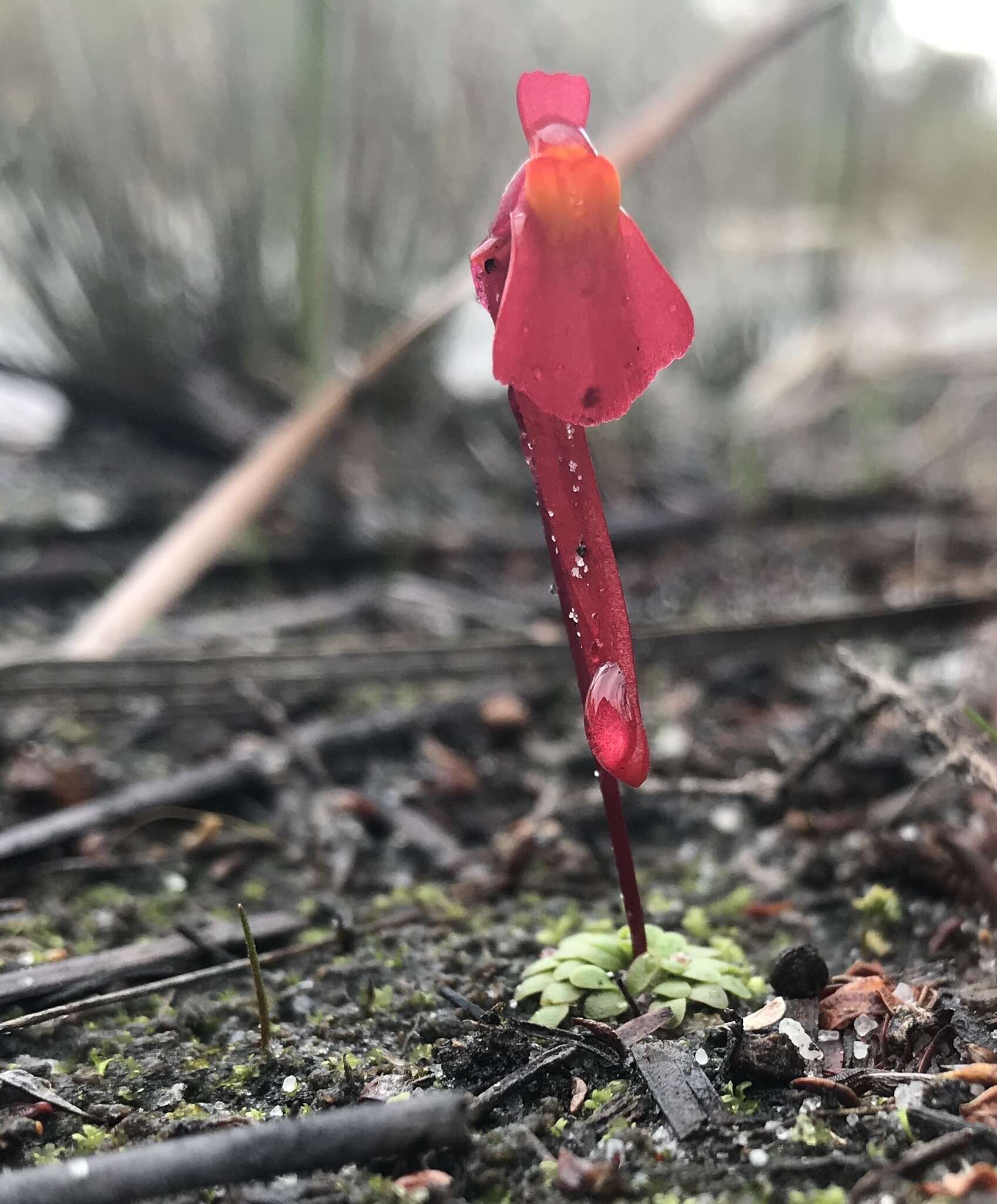 Image of Utricularia menziesii R. Br.