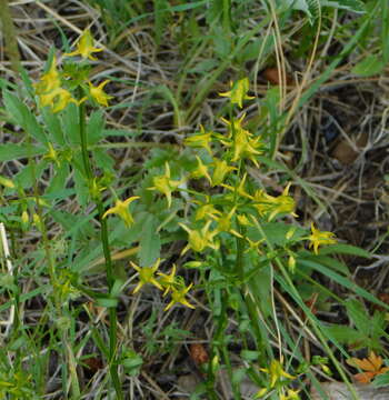 Image of Mt. Graham Spurred-Gentian