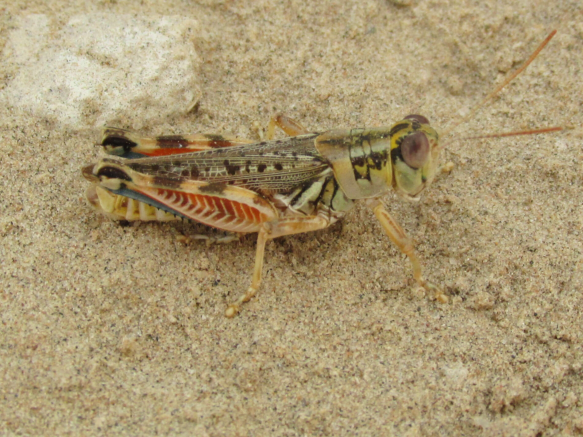 Image of Melanoplus occidentalis (Thomas & C. 1872)