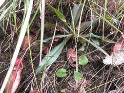 Image of Nepenthes smilesii Hemsl.