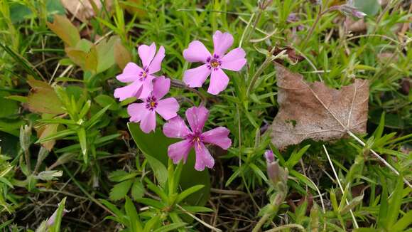 Image of moss phlox