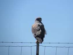 Geranoaetus albicaudatus (Vieillot 1816) resmi