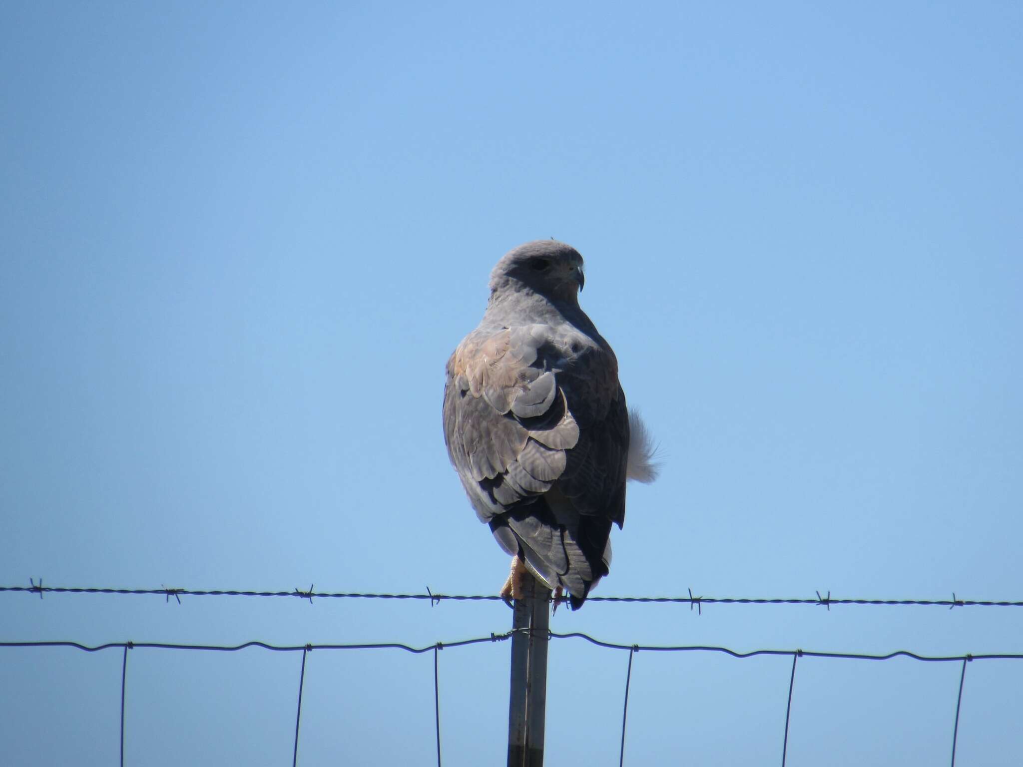 Geranoaetus albicaudatus (Vieillot 1816) resmi