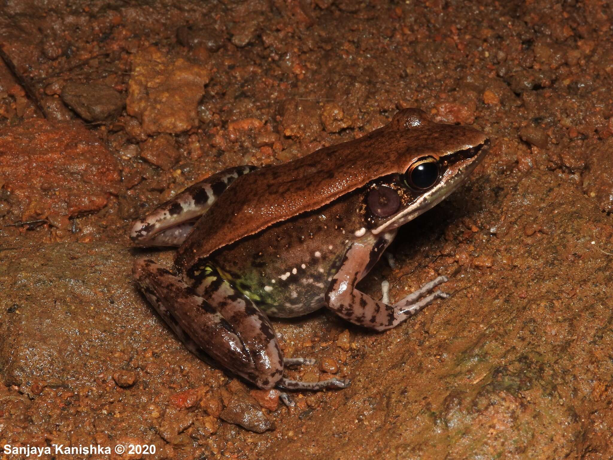 صورة Hydrophylax gracilis (Gravenhorst 1829)