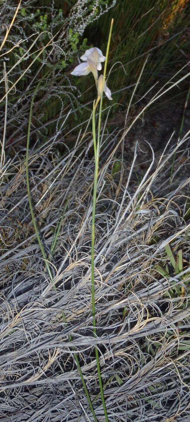 Image of Gladiolus patersoniae F. Bolus