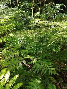 Image of Woolly Tree Fern