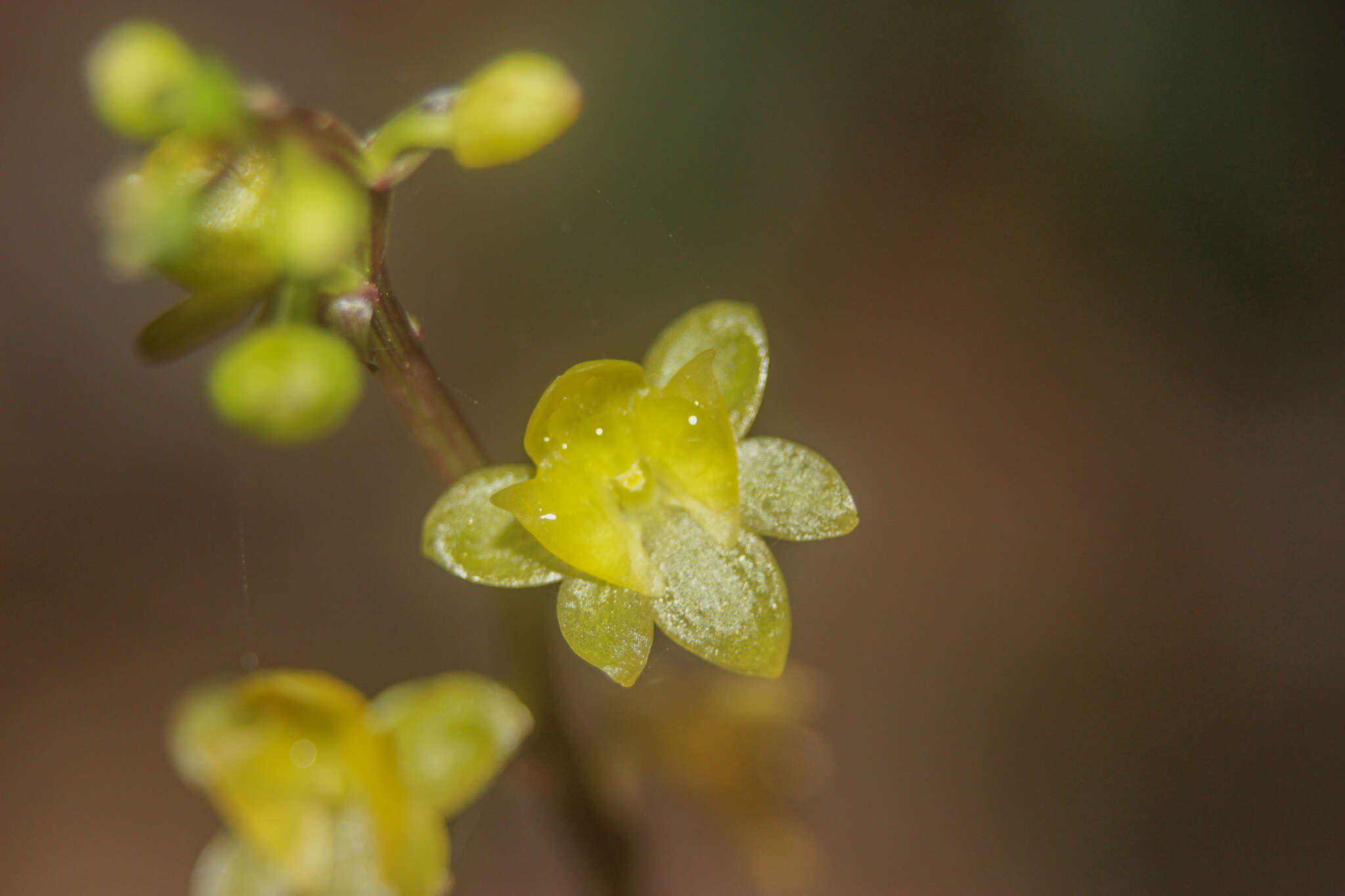 Image de Crepidium taurinum (Rchb. fil.) Szlach.