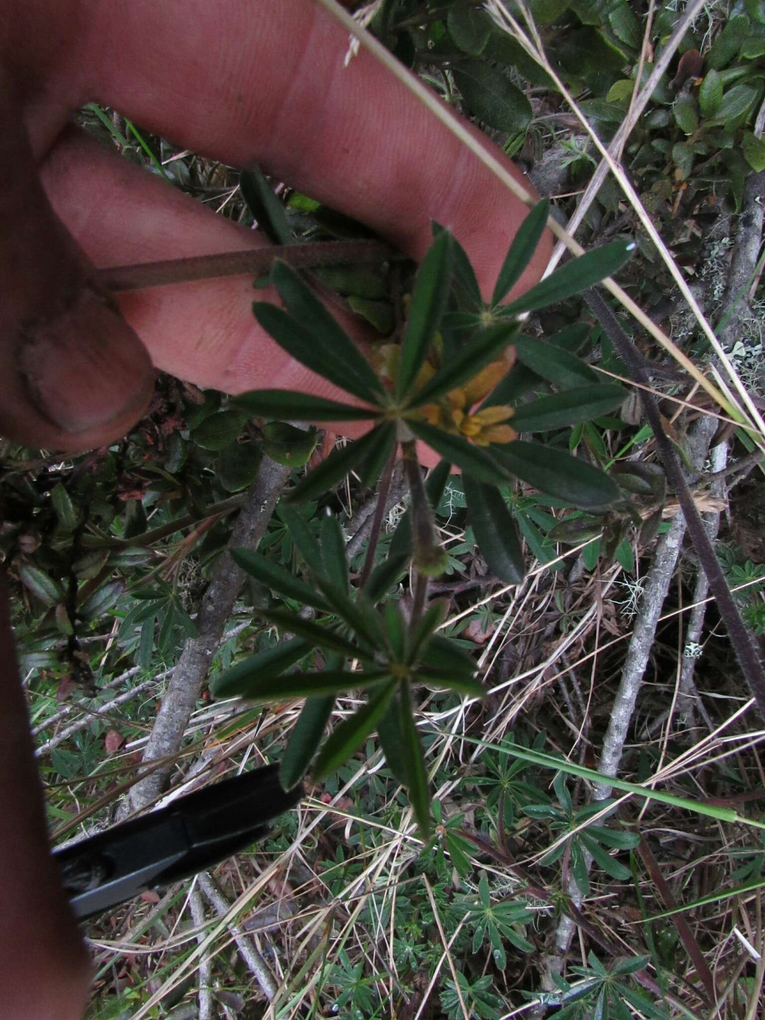 صورة Lupinus bogotensis Benth.