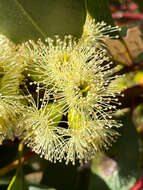 Image of Eucalyptus angulosa Schauer