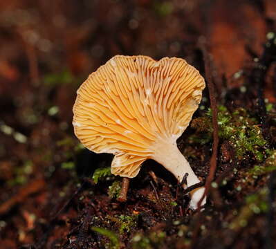 Image of Hohenbuehelia ligulata (E. Horak) J. A. Cooper 2014