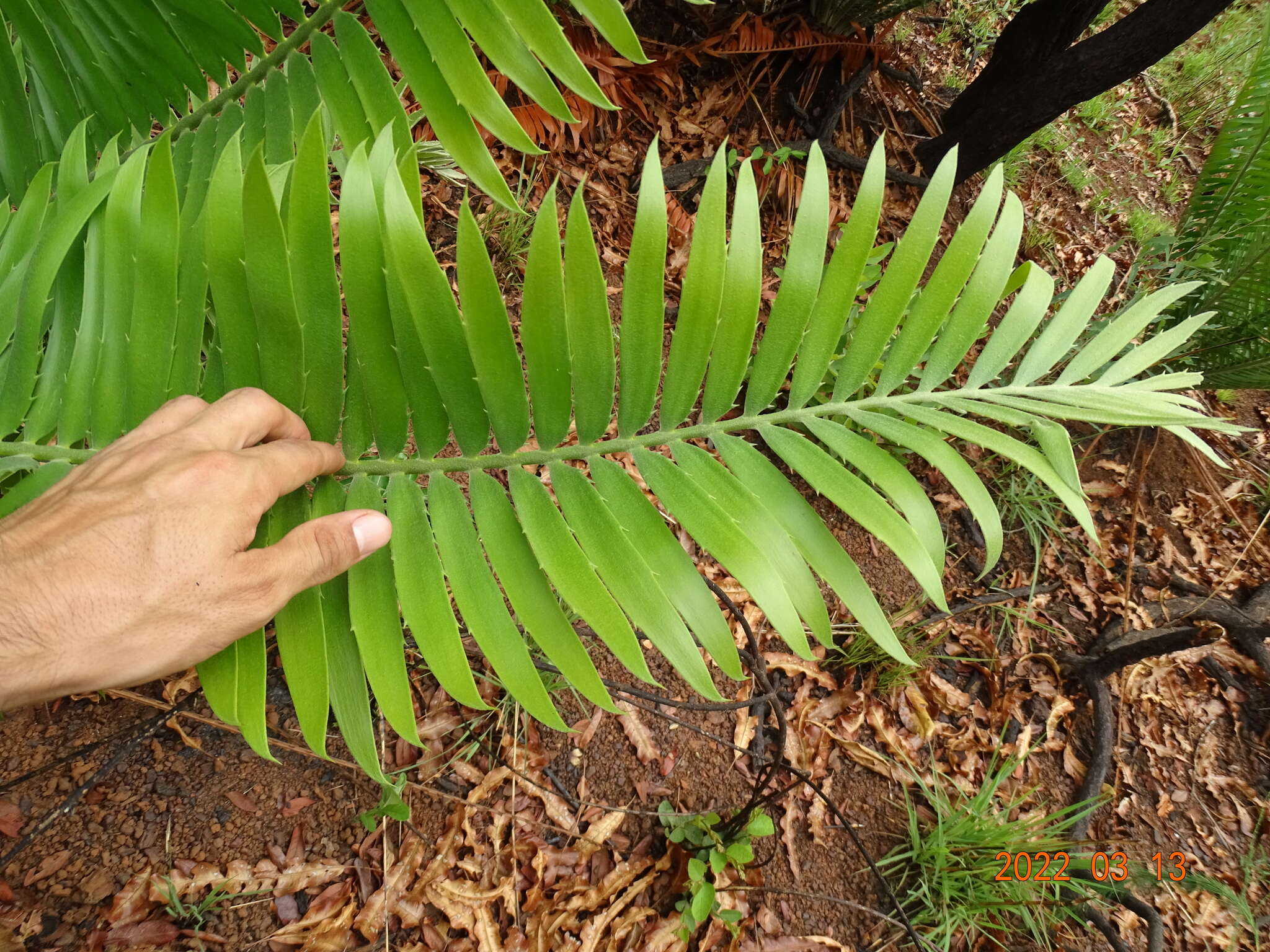 Image of Nile Cycad