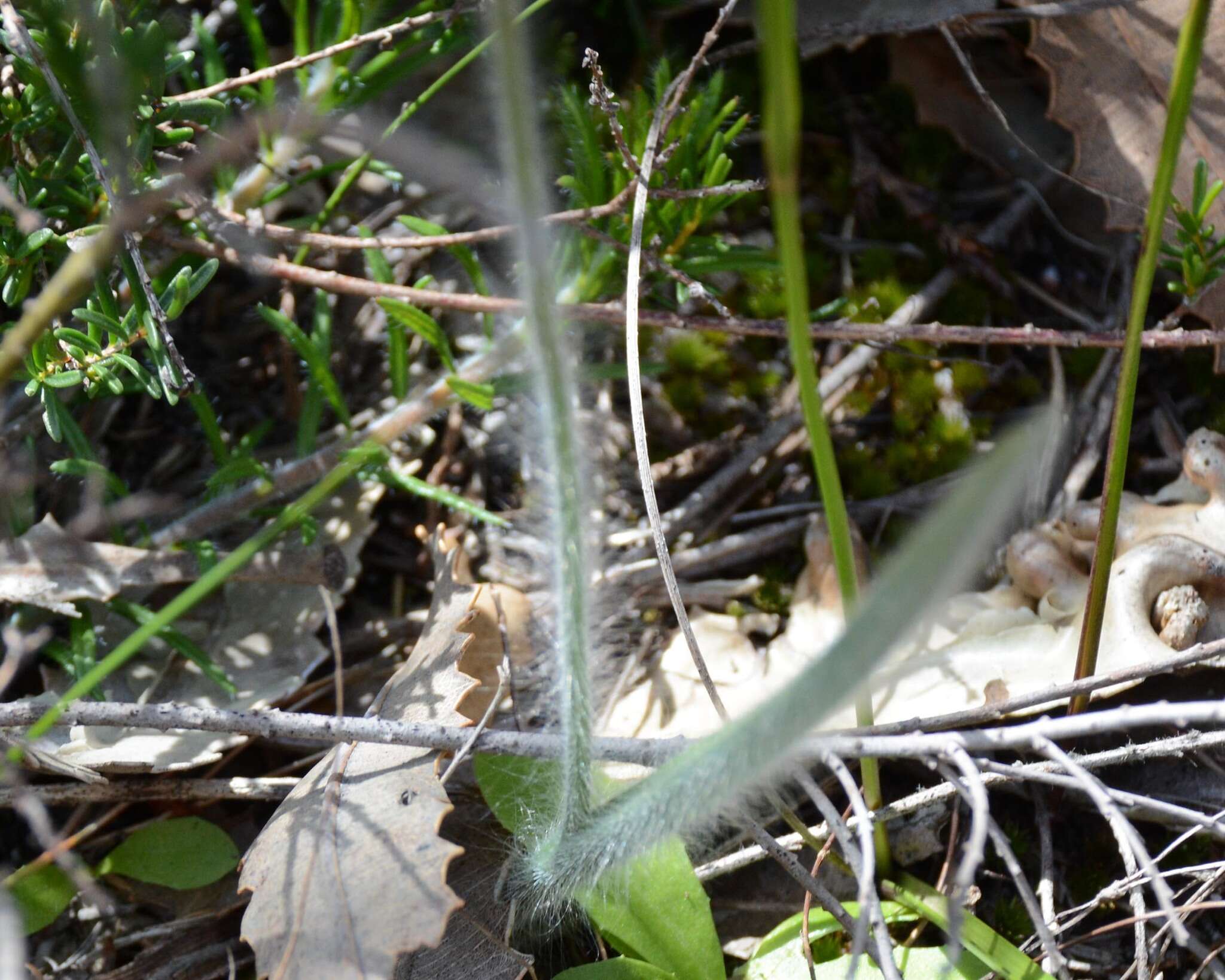 Image of Caladenia longicauda Lindl.