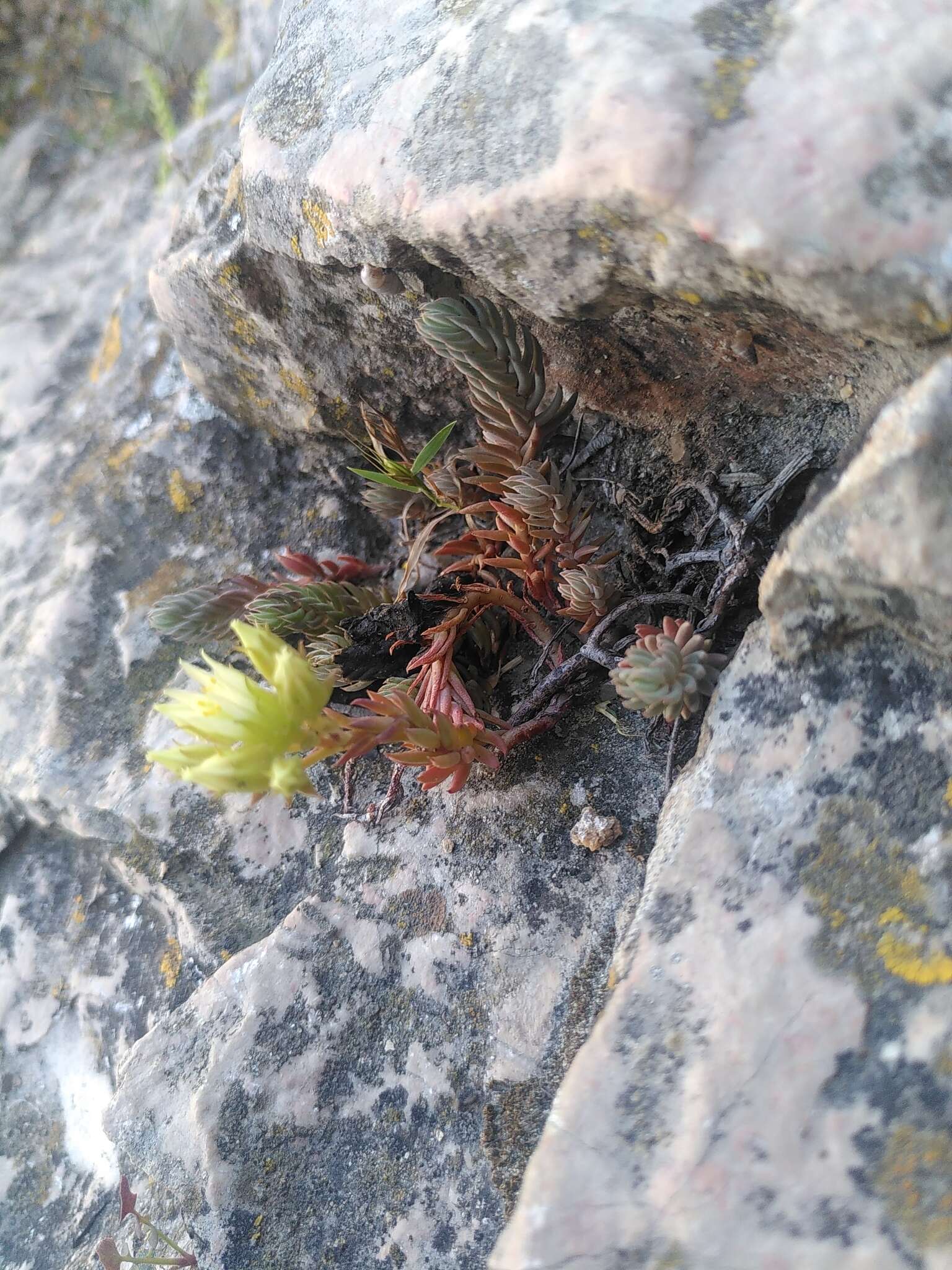 Слика од Petrosedum ochroleucum (Chaix) Niederle