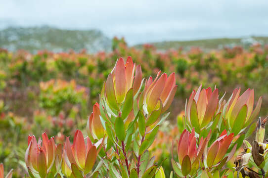 Image of Leucadendron gandogeri Schinz ex Gand.