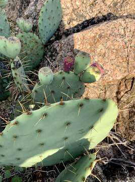 Opuntia pyrocarpa Griffiths resmi