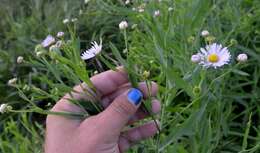 Boltonia decurrens (Torr. & A. Gray) Wood resmi