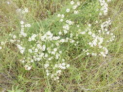 Image de Dalea multiflora (Nutt.) Shinners