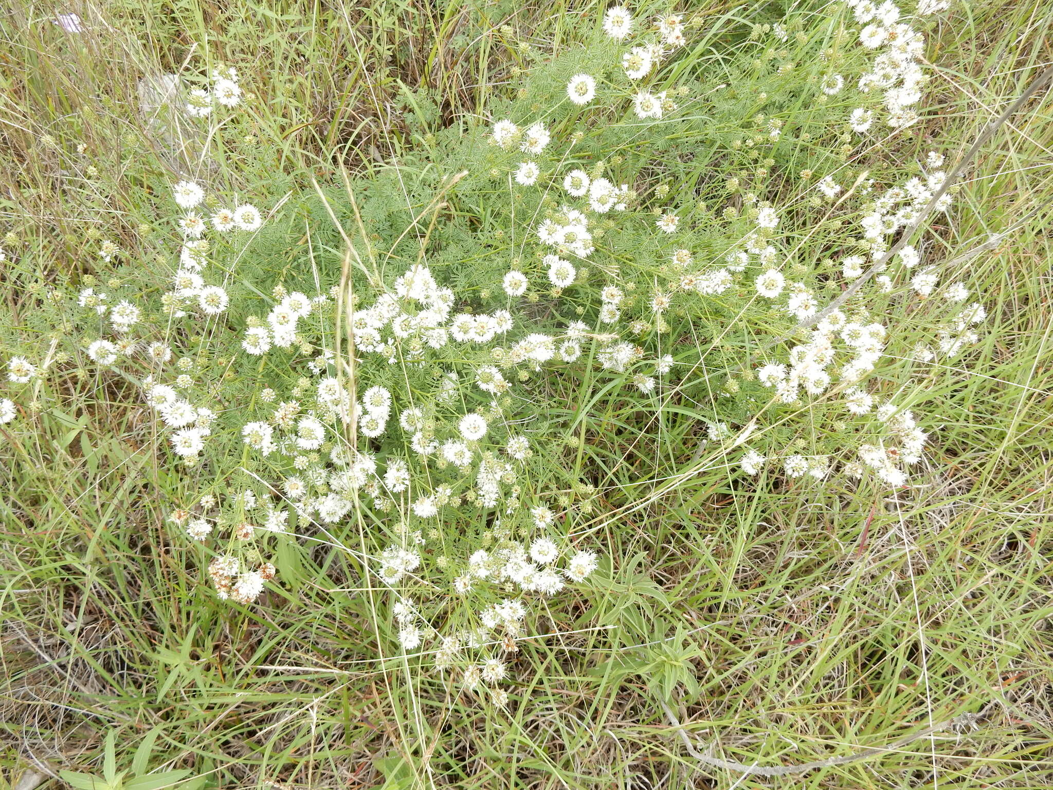 Image de Dalea multiflora (Nutt.) Shinners