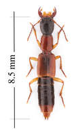 Homaeotarsus bicolor (Gravenhorst 1802) resmi