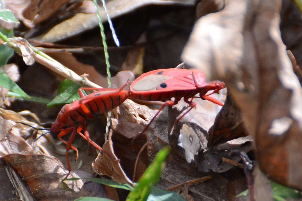 Image of Probergrothius nigricornis