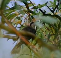 Image of Black-eared Cuckoo