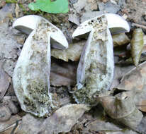 Imagem de Tylopilus violatinctus T. J. Baroni & Both 1998