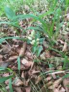 Image of Sword-leaved helleborine