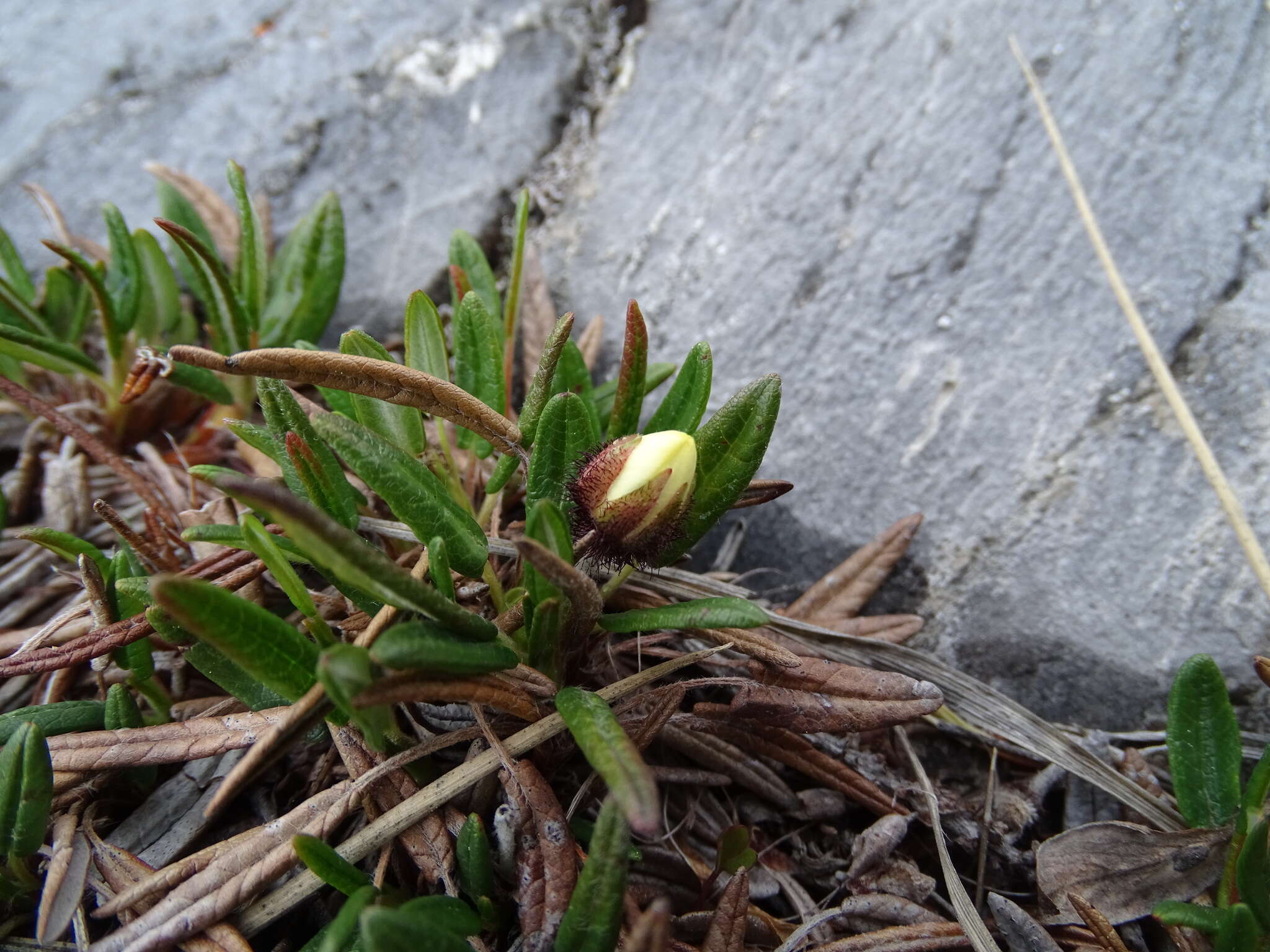 Image of entireleaf mountain-avens