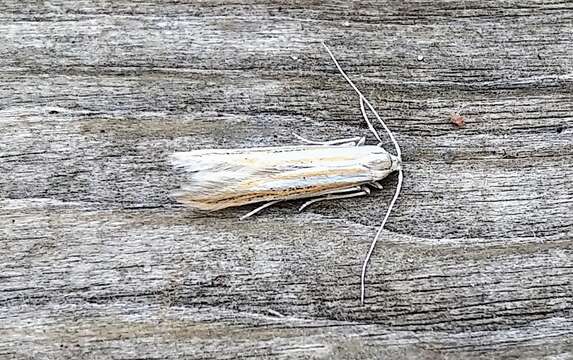 Image of Coleophora bistrigella Chambers 1875