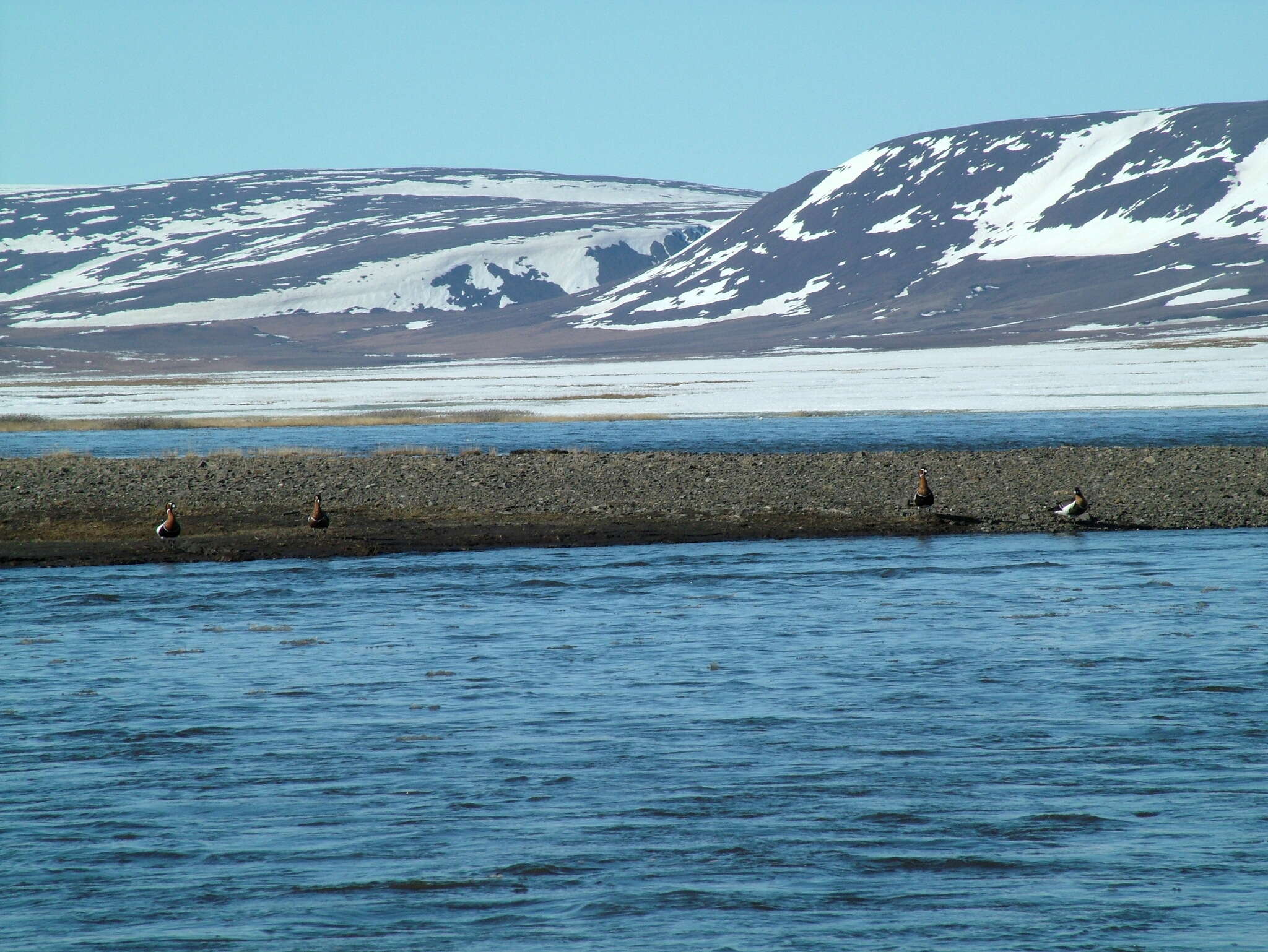 Image of Red-breasted Goose