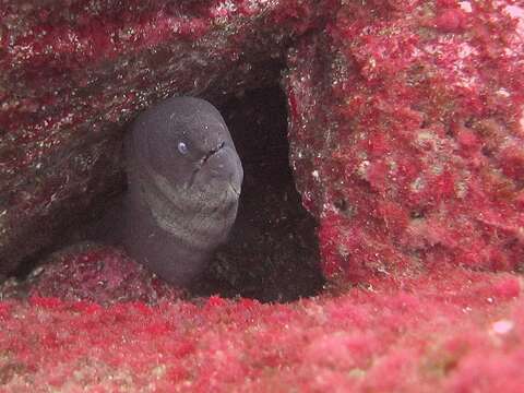 Image of Brown Moray