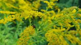 Plancia ëd Cylindromyia bicolor (Olivier 1811)