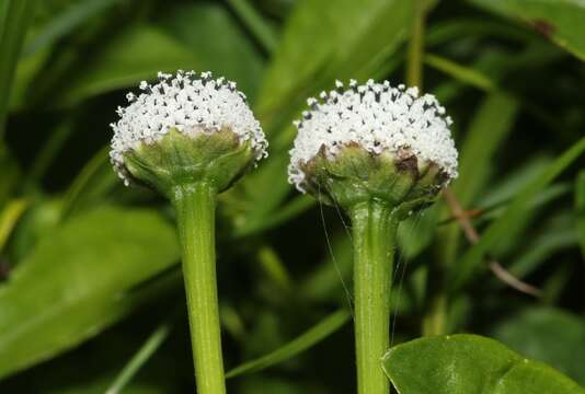 Imagem de Spilanthes urens Jacq.