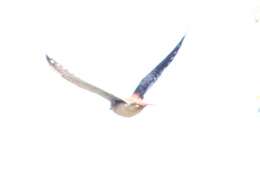 Image of Falco sparverius aequatorialis Mearns 1892