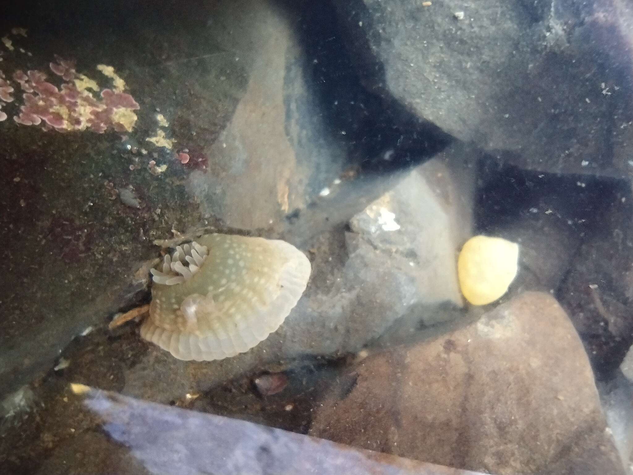 Image of silver-spotted sea anemone