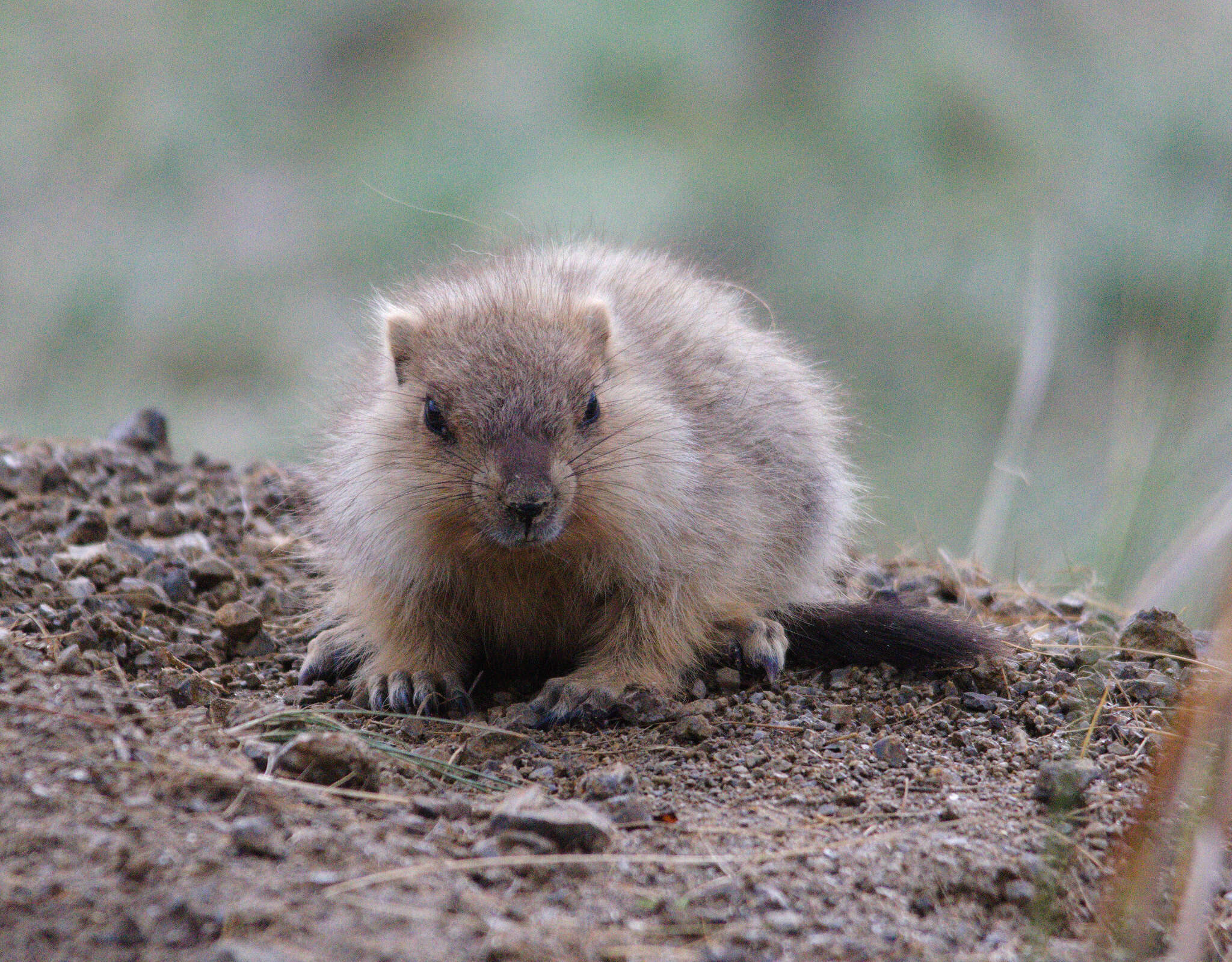 Imagem de Marmota sibirica (Radde 1862)