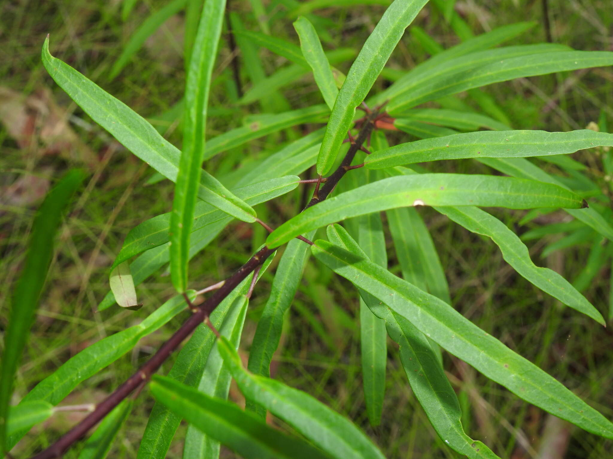 Image of Astrotricha glabra Domin