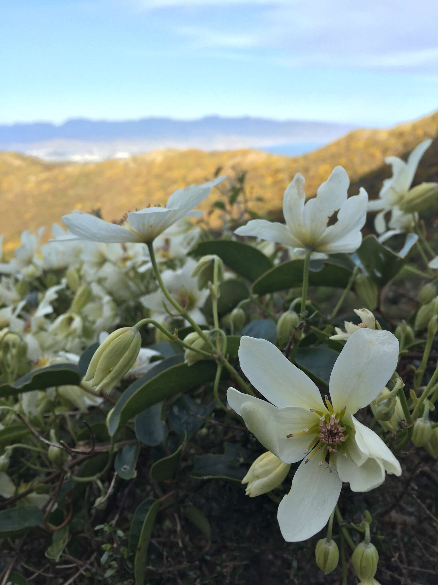 Imagem de Clematis paniculata J. F. Gmel.