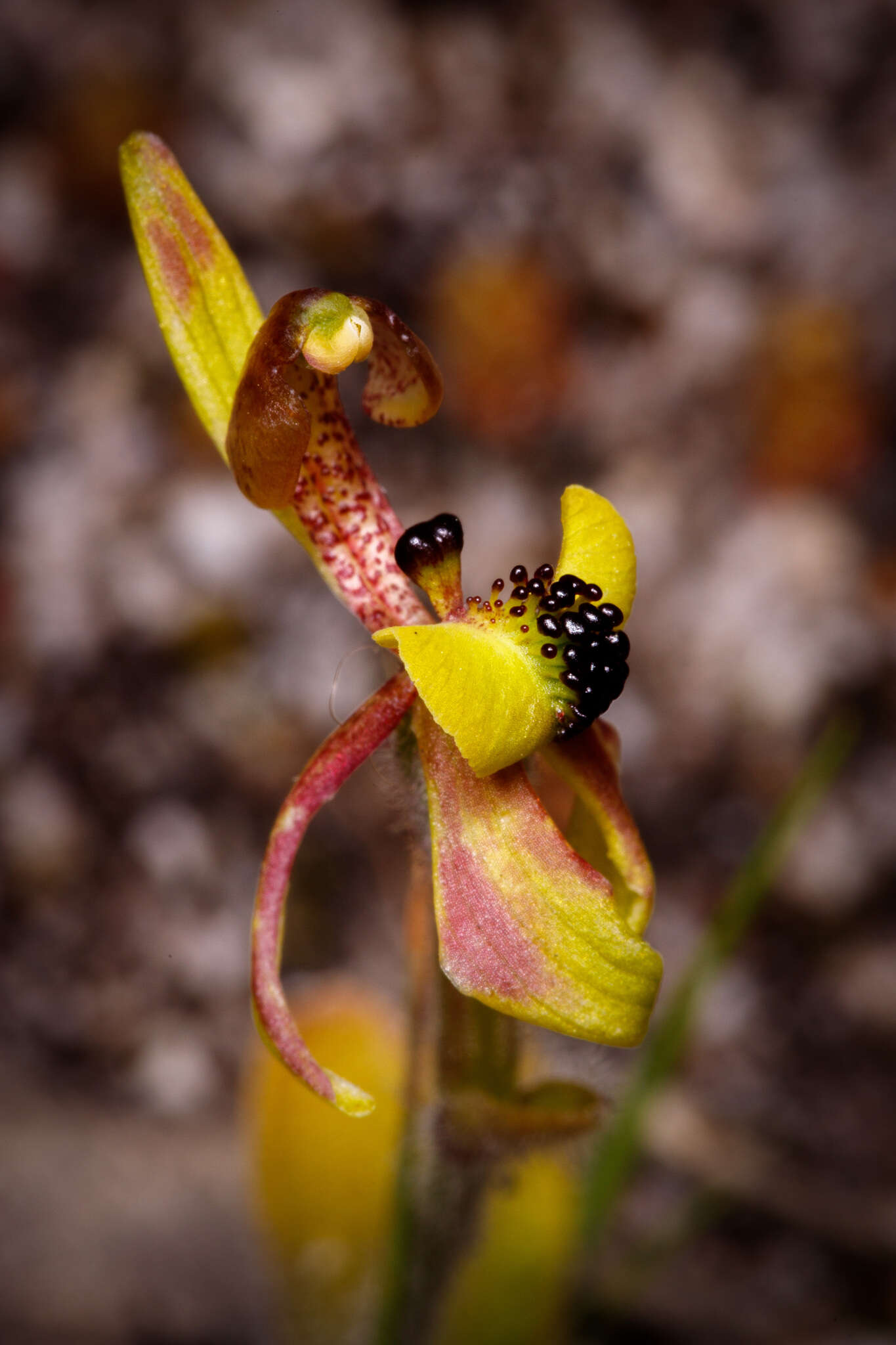 Caladenia bryceana subsp. bryceana的圖片