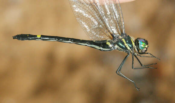 Image of Macromia callisto Laidlaw 1922