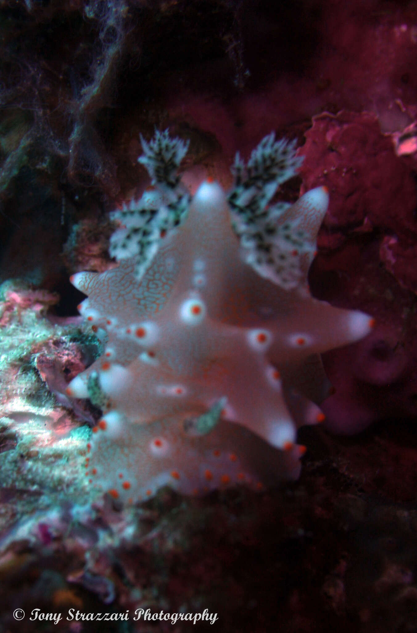 Image of Orange spot white lumpy slug