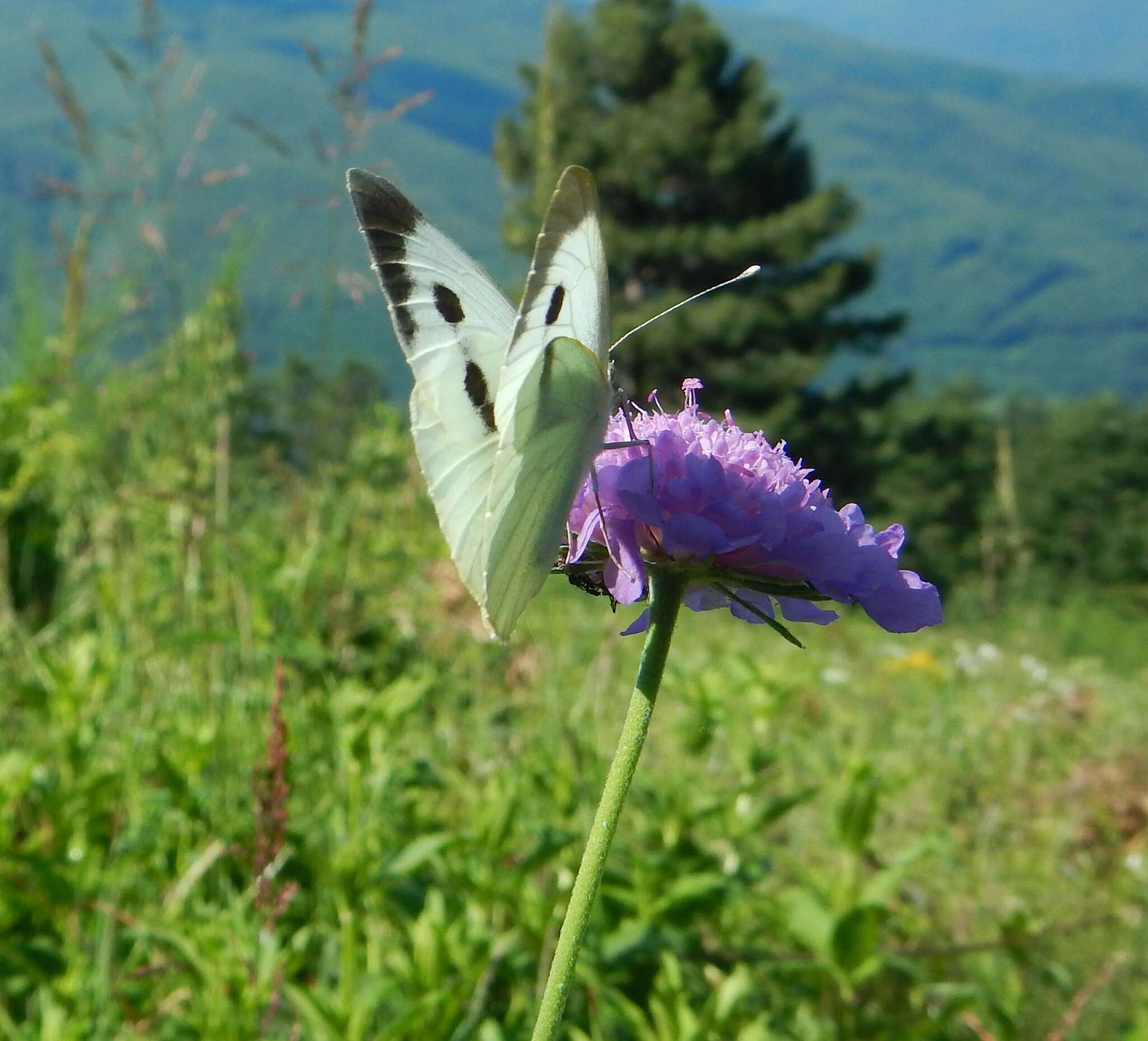 Image of cabbage butterfly