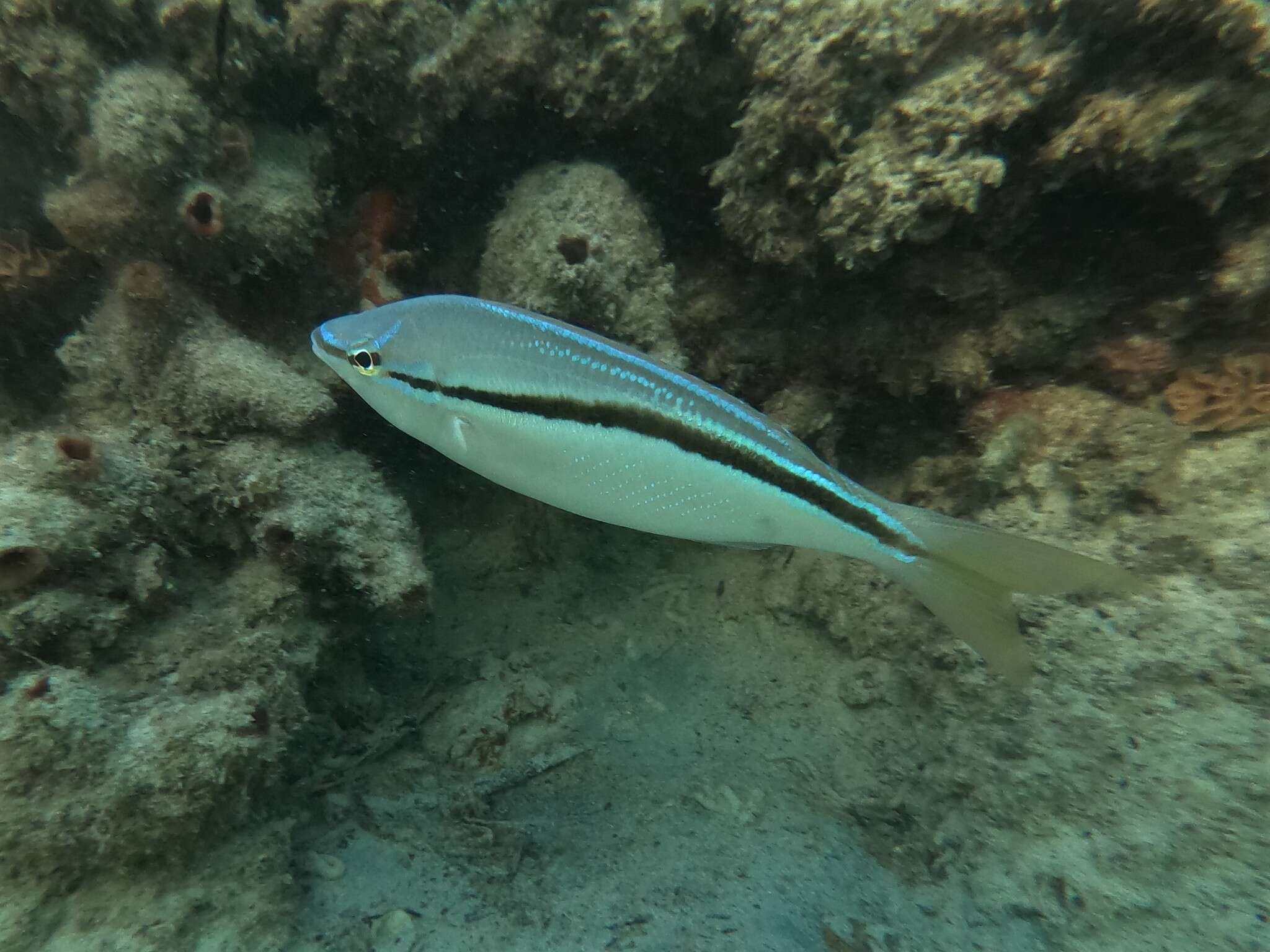 Image of Black stripe butterfish