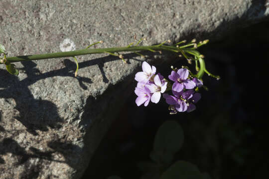 Image of Cardamine raphanifolia subsp. acris (Griseb.) O. E. Schulz