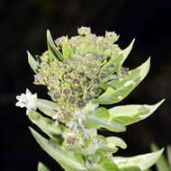 Image of Mountain milkbush