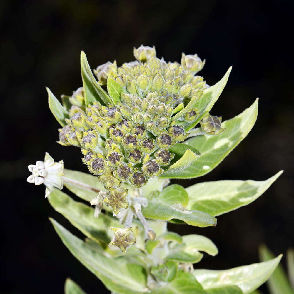 Image of Mountain milkbush