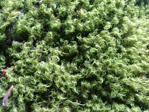 Image of dicranum moss