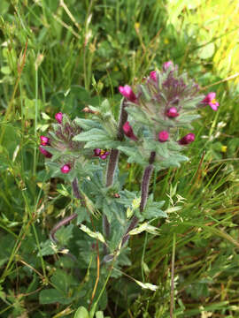 Image of broadleaf glandweed